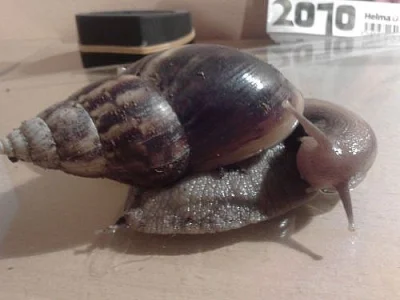 Achatina fulica