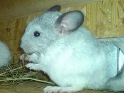 Prodám činčilí mláďatka barevných mutací