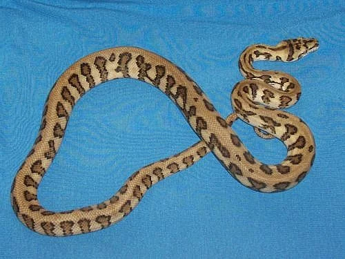 Krajty kobercové - Morelia s. jaguar