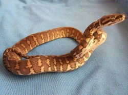 Krajty kobercové - Morelia s. jaguar