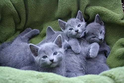 Ruské modré mačiatka s PP