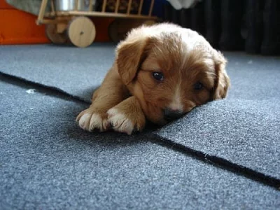 Nova scotia d.t. retriever