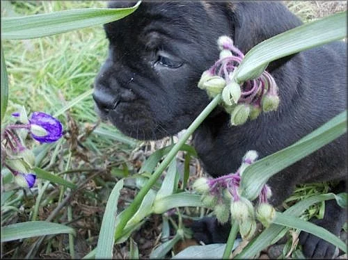 Bandog a PP