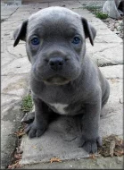 Bandog a PP