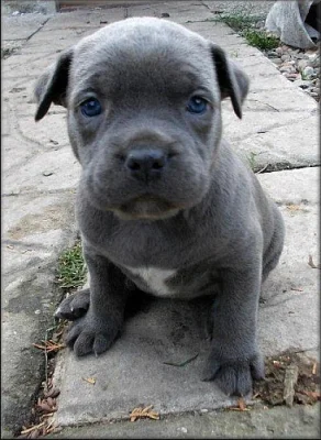 Bandog a PP