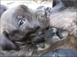 Bandog a PP