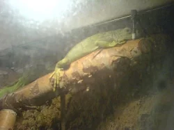 prodáme levně Leguani i s přislušenstvím
