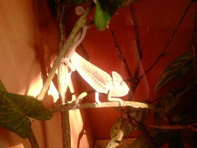 Chameleon Jemenský