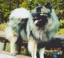 Keeshond / vlčí špic prodám krásná štěňata s PP