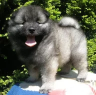 Keeshond / vlčí špic prodám krásná štěňata s PP