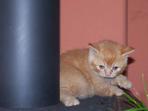 Britská koťátka s PP