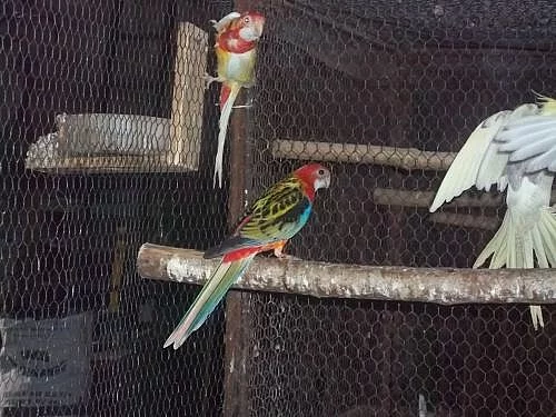 Rozela