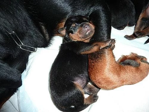 Zadám štěňata rottweilera bez PP, po rodičích s PP