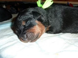 Zadám štěňata rottweilera bez PP, po rodičích s PP