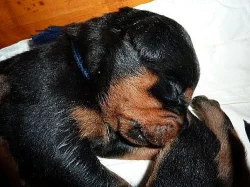 Zadám štěňata rottweilera bez PP, po rodičích s PP