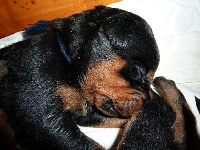 Zadám štěňata rottweilera bez PP, po rodičích s PP