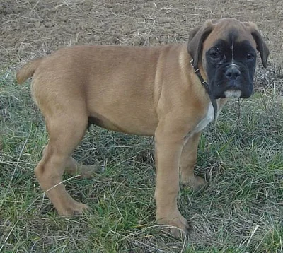 zlatý boxer bez PP pejsek