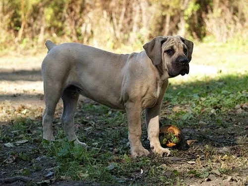 Boerboel štěňátka
