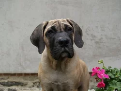Boerboel štěňátka