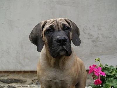 Boerboel štěňátka