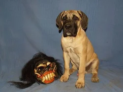 Boerboel štěňátka