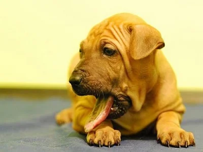 Thajský ridgeback -štěnátko s PP