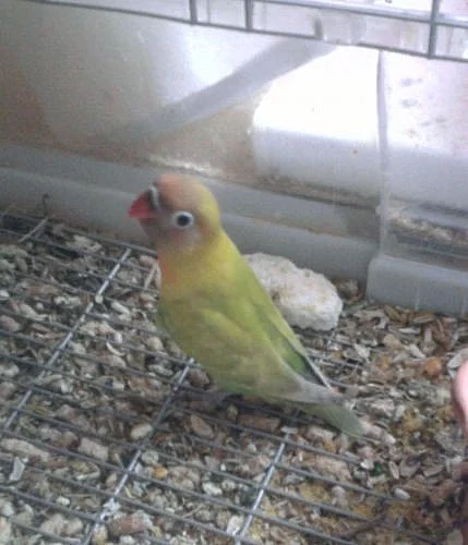 Agapornis Fisherův