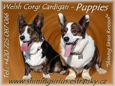 Welsh corgi Cardigan