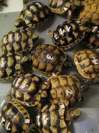 Suchozemské želvy - krásný dárek pro děti