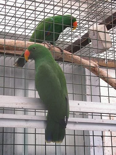 EKLEKTUS POLYCHLOROS