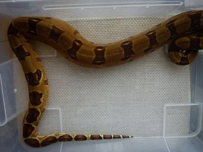 Boa constr. Salmon 100% DH sunglow BS