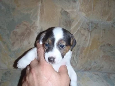 Poslední štěňátka Jack Russela