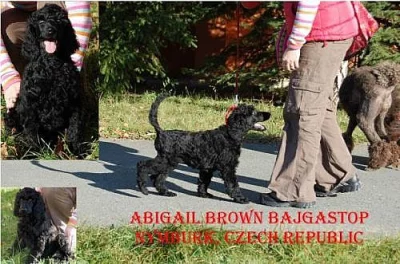 Prodám pudla královského