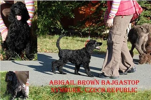 Prodám pudla královského