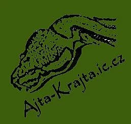 užovka červená -  mláďata