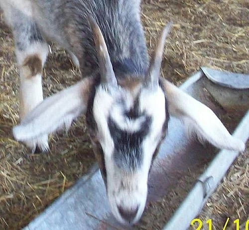 Krásná anglonubijská koza