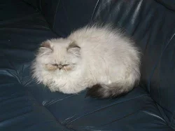 perská kočička