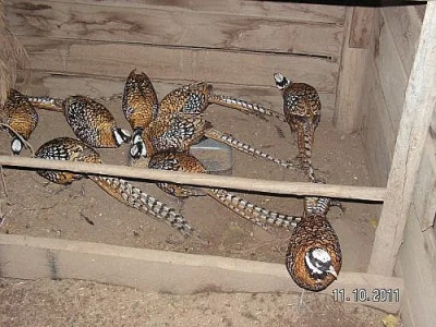 Bažant královský, dimantový