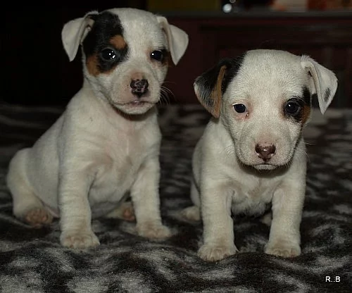 krásná štěnátka jack russell terier