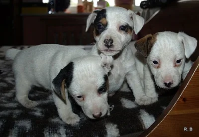 krásná štěnátka jack russell terier