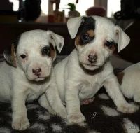 krásná štěnátka jack russell terier