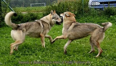 Československý vlčák
