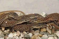 Varanus acanthurus