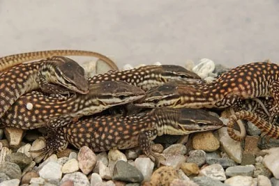 Varanus acanthurus