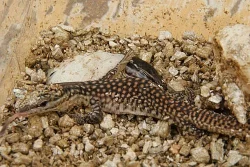 Varanus acanthurus