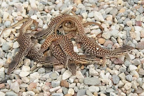 Varanus acanthurus