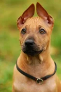 Thajský ridgeback -štěnátko s PP