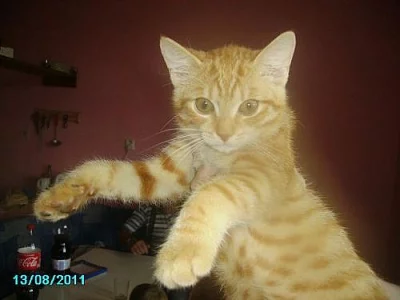 daruji kocicku