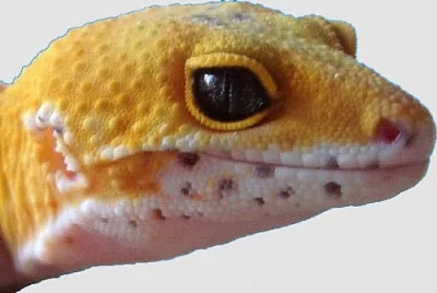 EUBLEPHARIS MACULARIUS - Gekončík noční