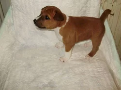 Basenji štěňátka s PP